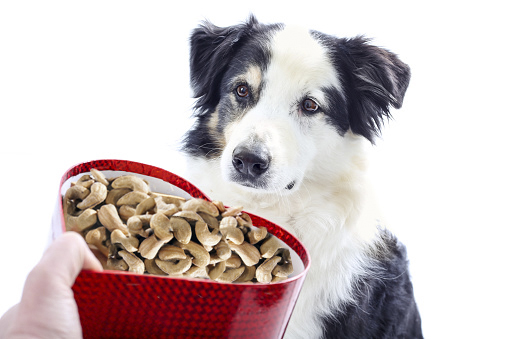 dogs eat cashews