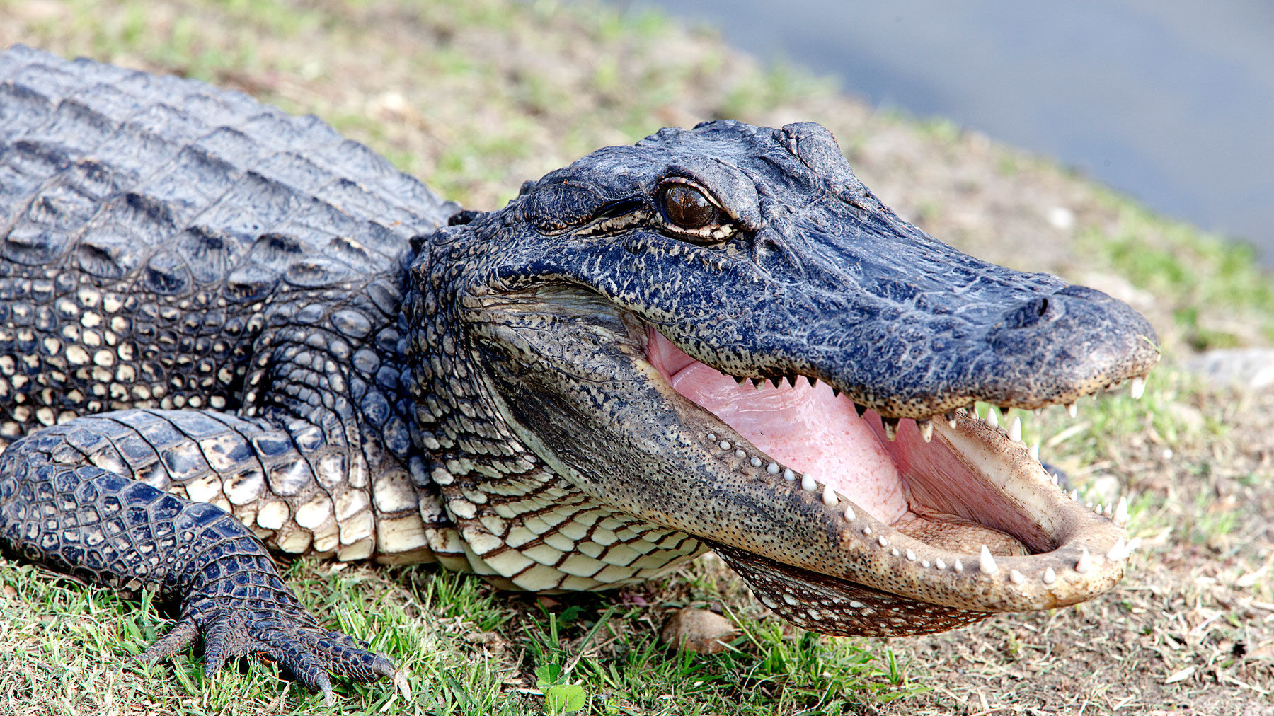 Escort Alligator: Revolutionizing the Escort Service Industry